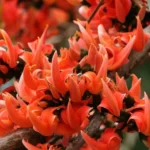 তুমিহীন ফাগুনৰ বাট… – ড° শিখা ৰাণী নাথ