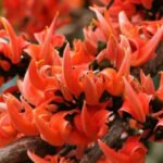 ফাগুন – বিশ্বজিৎ বৈশ্য