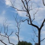 ফাগুনে মোক ব্যথিত কৰে – আয়শা ছিদ্দিকা