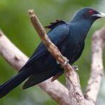 কুলি চৰাই – এছ ইছলাম