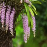 বহাগ বিহু আৰু গ্ৰাম্য জীৱনৰ পটভূমি  – ভাস্কৰ প্ৰিয়ম হাজৰিকা