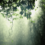 উৰুঙা মন  –  মেৰী বৰদলৈ