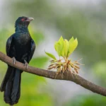 বহাগ – প্ৰবীণ কুমাৰ টায়ে