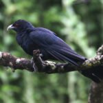 মানসিক উদ্বিগ্নতাৰে নিৰ্বাচনী বতৰত বসন্ত – নমিতা দাস