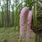 বসন্তৰ ঋতুৰ বর্ণিল বিচিত্র  ৰূপ – দুলুমণি দেৱী