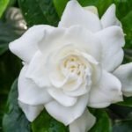 বহাগৰ সুবাস – দৰ্শনা দত্ত