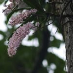 চ’ত নে বহাগ – ৰূপালী গগৈ চুতীয়া 