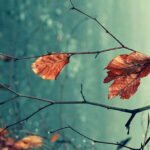 সোঁৱৰণী – মীৰা কোঁৱৰ