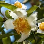 বহাগ – শিখা ৰাণী দাস