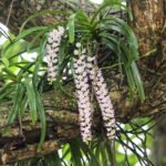 বহাগ – দুলুমণি দেৱী