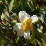 এনেকৈয়ে বাৎসৰিক শীত ,বসন্ত আহে – নীলমণি গগৈ