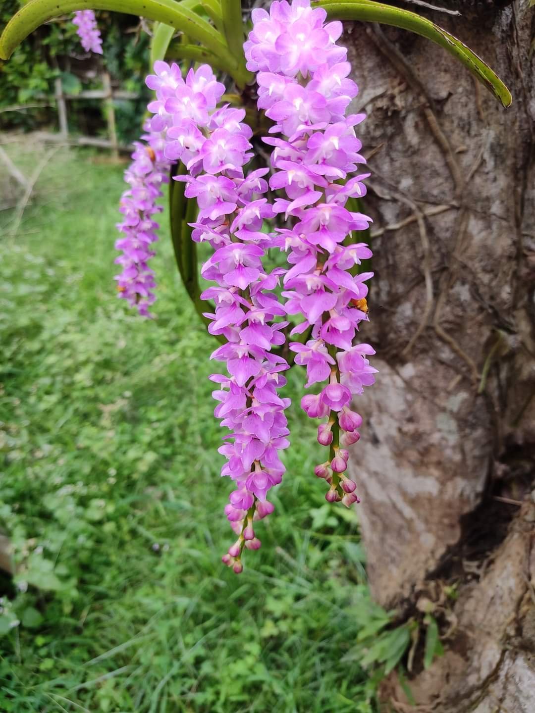 Pc অসমীয়া ৱিকিপিডিয়া-Wikipedia