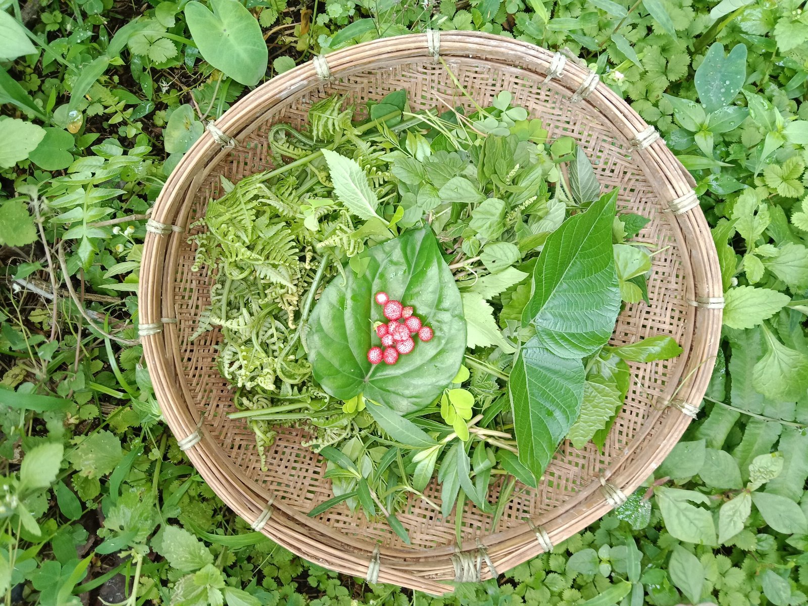 Pc অসমীয়া ৱিকিপিডিয়া-Wikipedia