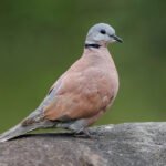 বসন্তৰ গান গোৱা চৰাইজনি – ধৰণী চেতিয়া