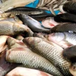 দক্ষিণ কামৰূপত ফৰ্মালিনযুক্ত চালানী মাছৰ ভয়াৱহ বেহা, জনস্বাস্থ্যলৈ তীব্ৰ ভাবুকি