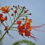 ৰাধাচূড়া কৃষ্ণচূড়াৰ হাঁহি – বনজিত দাস 
