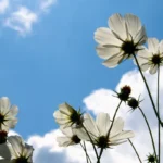 তোমালৈ – মেৰী বৰদলৈ
