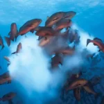 Protecting Breeding Fish: The Need to Respect Nature and Strengthen Fish Conservation Laws in Assam – Heramba Nath 
