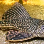 Indigenous Fish Species of Assam Facing Extinction: An Ecological Warning for the Future – Heramba Nath
