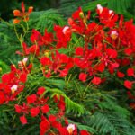 ৰঙা কৃষ্ণচূড়াৰ প্ৰেমত পৰিছোঁ – ছেলিমা বেগম