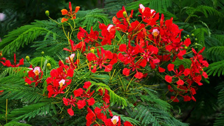 Pc শিক্ষক বাতায়ন