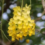 সোণাৰুৰ হালধীয়া হাঁহি – সত্যজিৎ গগৈ