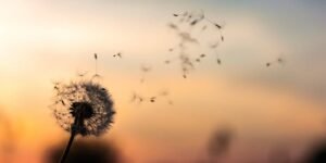pc Simple Mindfulness