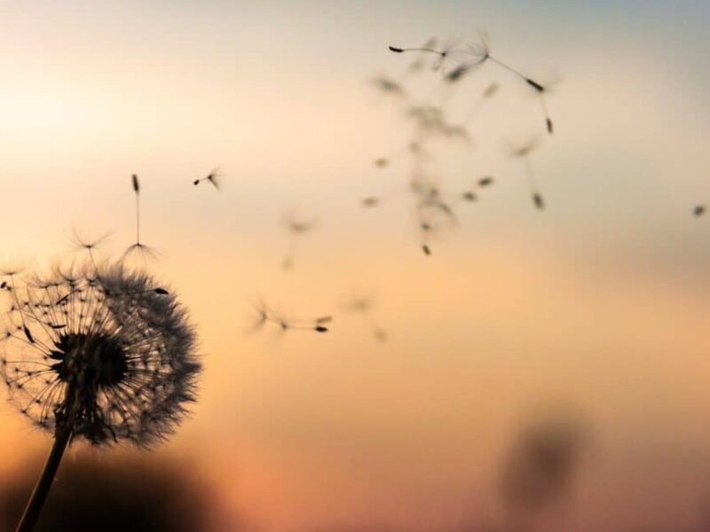 pc Simple Mindfulness