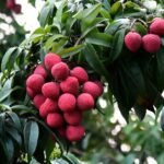 Tezpur’s GI-Tagged Litchis Reach International Markets: A Proud Moment for Assam – Heramba Nath