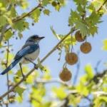 মৰমৰ চৰাই – অনুৰাগ বৰা
