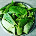 The Benefits of Bhedailota (Paederia foetida) – Heramba Nath 