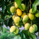 আম – ছেলিমা বেগম