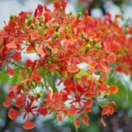 কৃষ্ণচূড়াৰ হাঁহি – বনজিত দাস 