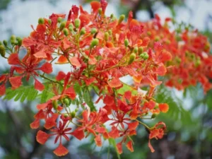 Pc Gulmahal Flowers