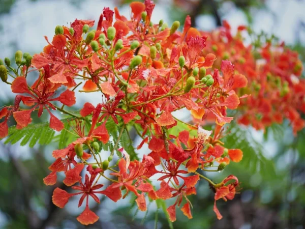 Pc Gulmahal Flowers