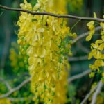 সোণাৰু জোপাত ৰঙৰ মেলা – এছ ইছলাম