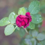 আধাফুলা কলিটি – বাহাৰুল ইছলাম 