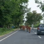 পথ নে গৰু-ছাগলীৰ চৰণীয়া পথাৰ – কুণ্ডিল হাজৰিকা