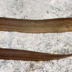 Monopterus cuchia: The Vanishing Swamp Eel of Assam – Heramba Nath 