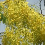 ভালপোৱা নে সোণাৰুৰ হালধীয়া ৰং – মিতালি বৰঠাকুৰ