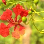 কৃষ্ণচূড়া – মিতালি বৰঠাকুৰ