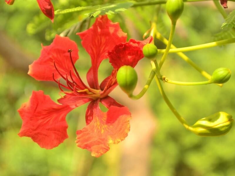 Pc পাতাবাহার