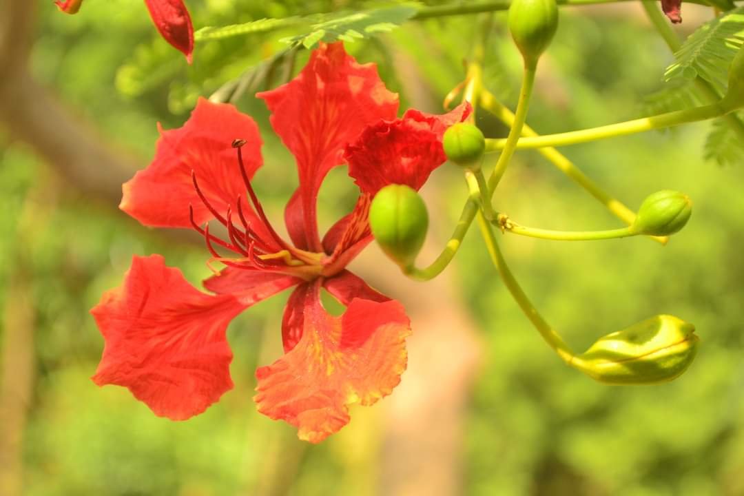 Pc পাতাবাহার