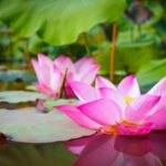 মোৰ প্ৰেমৰ ফুলপাহি – গকুল চৌধুৰী