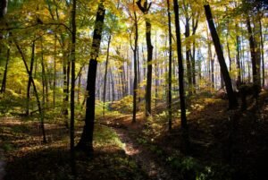 Pc Metro Parks