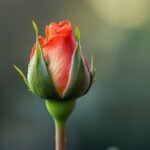 ফুলৰ কলি – শচীন্দ্ৰ কুমাৰ দাস