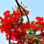 তেজ ৰঙা কৃষ্ণচূড়া – বনজিত দাস