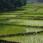 শাওণৰ সেউজীয়া গাঁথা – ৰুমী কলিতা দত্ত