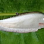 বাস্তৱৰ সোৱাদ – শচীন্দ্ৰ কুমাৰ দাস