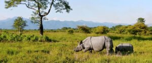 Pc Manas National Park